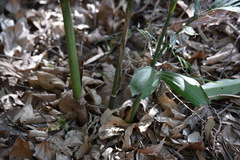 Chamaedorea seifrizii