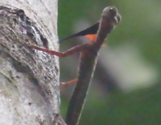 Draco melanopogon