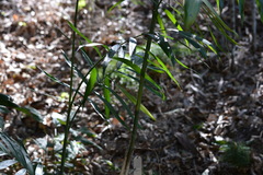 Chamaedorea seifrizii