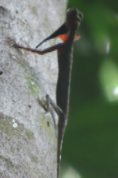 Draco melanopogon