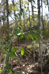 Chamaedorea seifrizii