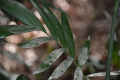 Chamaedorea seifrizii