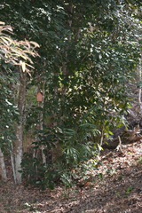 Chamaedorea seifrizii