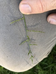 Ottochloa gracillima