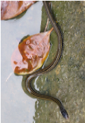 Xenochrophis vittatus