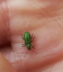 Pachyrhinus lethierryi