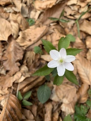 Anemonoides trifolia