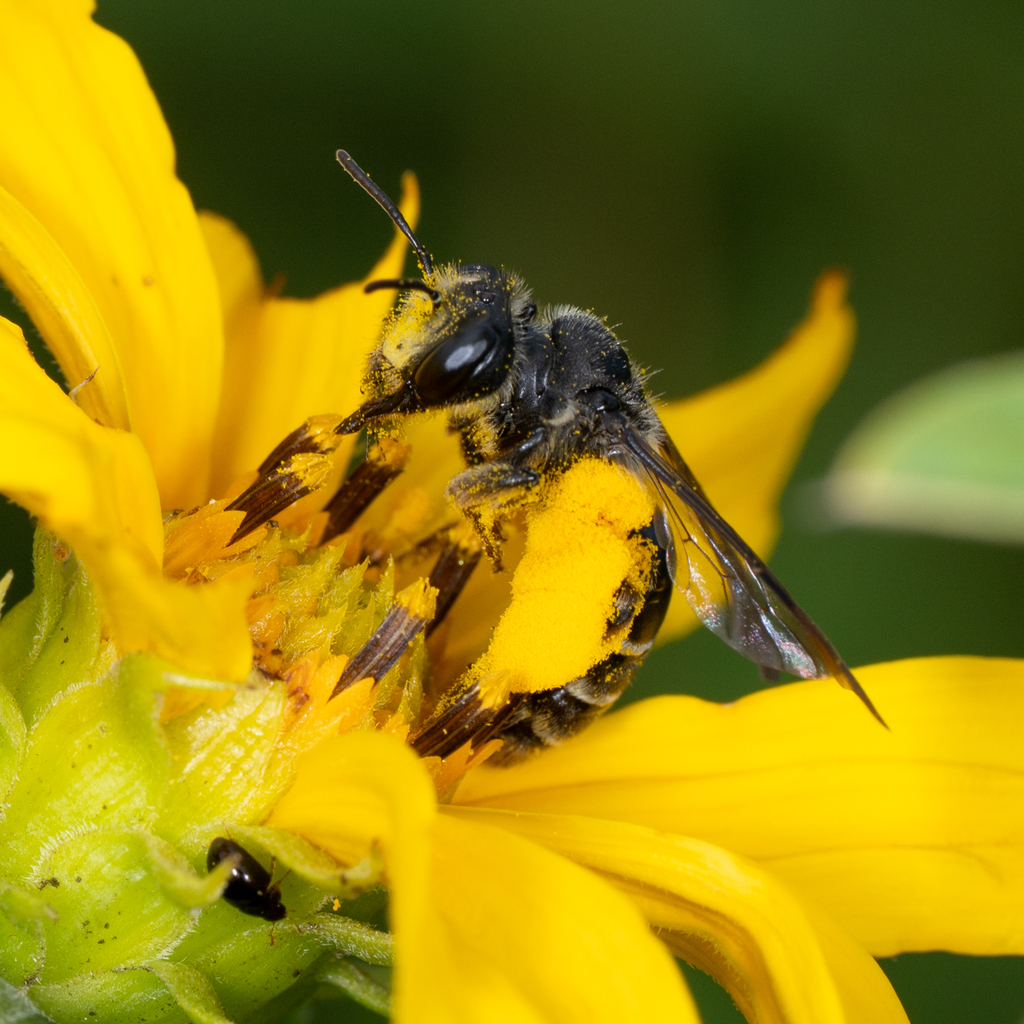 Yellow-faced Miner Bee