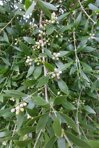 Tupeia antarctica (G.Forst.) Cham. & Schltdl.