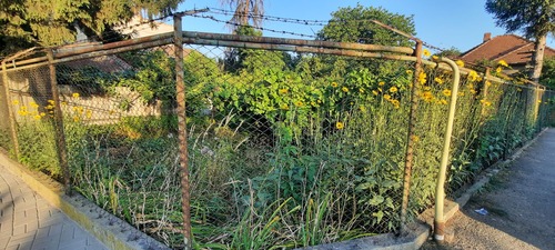 Jerusalem artichoke