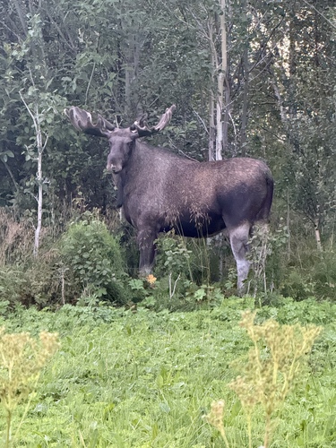 Moose