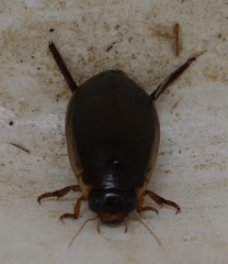 Cybistrinae