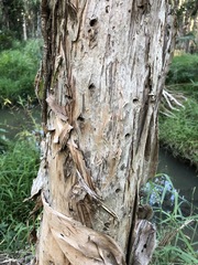 Melaleuca linariifolia