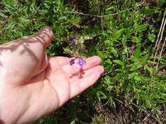 Scutellaria drummondii