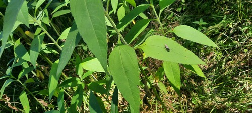 Jerusalem artichoke