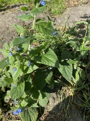 Pentaglottis sempervirens