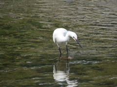 Egretta garzetta