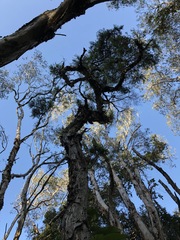 Melaleuca linariifolia