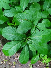 Scopolia caucasica
