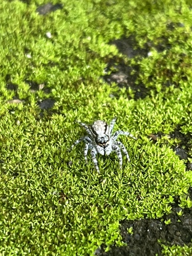 Gray Wall Jumping Spider