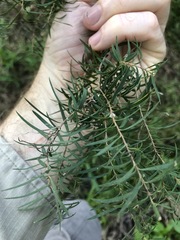 Melaleuca linariifolia