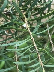 Melaleuca linariifolia