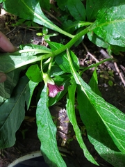 Scopolia caucasica