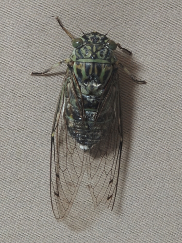 Autumn Cicada