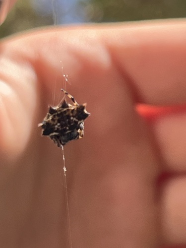 Spinybacked Orbweaver