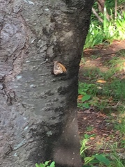 Neope goschkevitschii