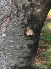 Neope goschkevitschii