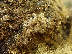 Hypotrachyna imbricatula