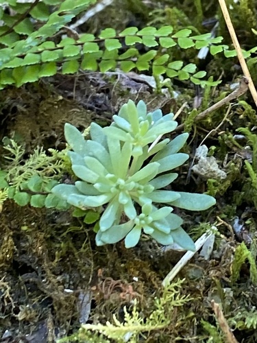 Sedum hispanicum, photograph 5