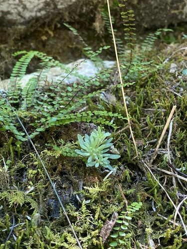 Sedum hispanicum, photograph 6