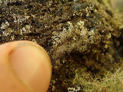 Hypotrachyna imbricatula