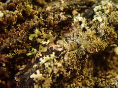 Hypotrachyna imbricatula