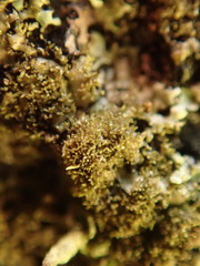 Hypotrachyna imbricatula