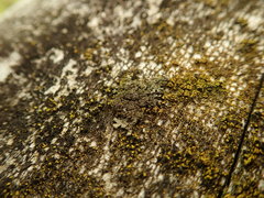 Xanthoparmelia verrucella