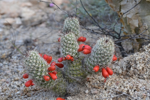 Los Cabos Nipple Cactus