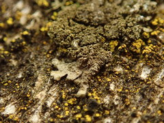 Xanthoparmelia verrucella