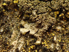 Xanthoparmelia verrucella