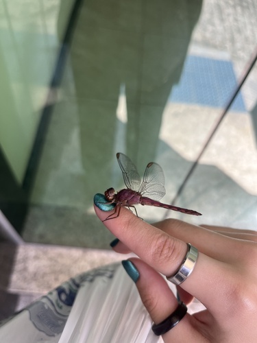 Carmine Skimmer