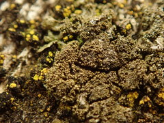 Xanthoparmelia verrucella