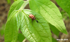 Apoderus jekelii