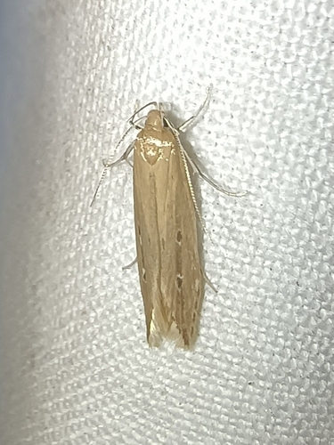 Shy Cosmet Moth, Drenthe, NL, photo 9 of 10