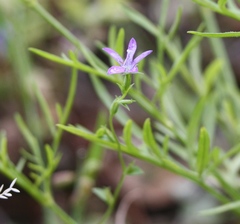 Triodanis perfoliata