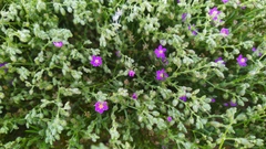 Spergularia bocconei