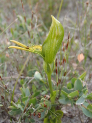 Pterostylis tasmanica