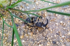 Copris hispanus hispanus