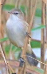 Acrocephalus gracilirostris gracilirostris